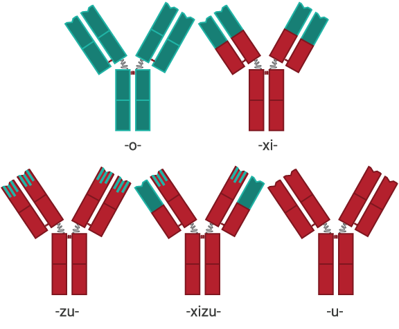 appendix-antibody-nomenclature-component
